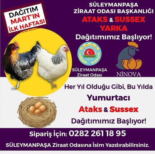 Tavuk fiyatı 110 ₺ Horoz fiyatı 120 ₺