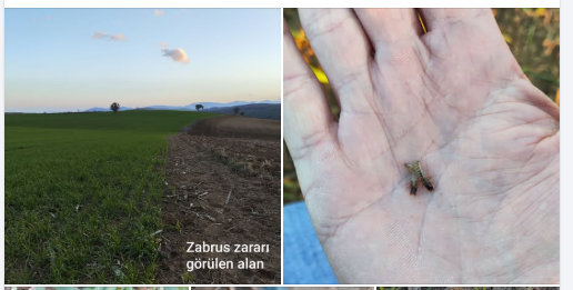 Tarım danışmanlarımız tarafından buğday ve arpa ekili arazilerde tarla kontrolleri gerçekleştirilmiştir.