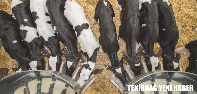 KIRSALDA BEREKET HAYVANCILIĞA DESTEK PROJESİ 1. ETAP SONUÇLARI AÇIKLANDI