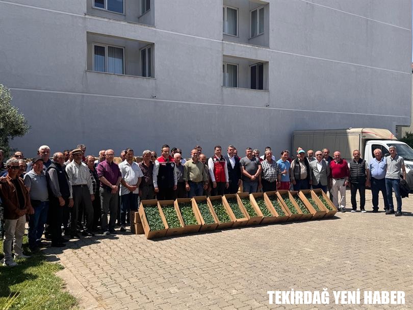 Şarköy’de Sebze Üretimine Can Suyu: “Sebzecilik Artsın Üreticilerin Yüzü Gülsün” Projesi Fide Dağıtımı Gerçekleşti