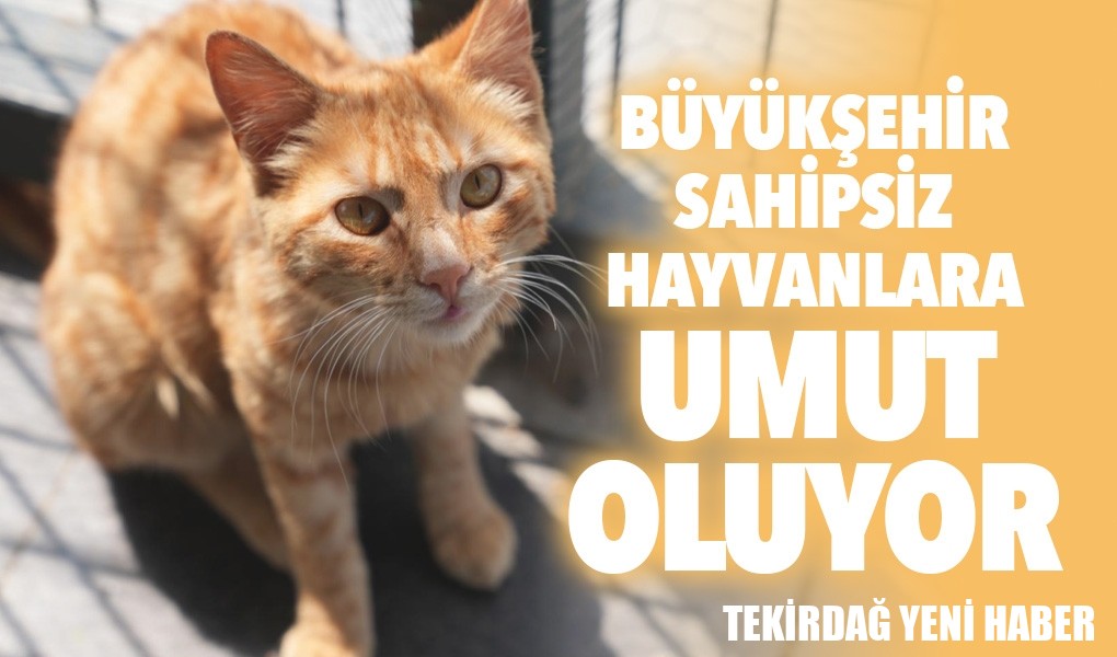 BÜYÜKŞEHİR SAHİPSİZ HAYVANLARA UMUT OLUYOR