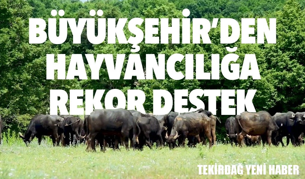 TEKİRDAĞ BÜYÜKŞEHİR BELEDİYESİ’NDEN HAYVANCILIĞA REKOR DESTEK