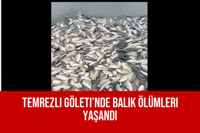 Temrezli Göleti’nde Balık Ölümleri Yaşandı