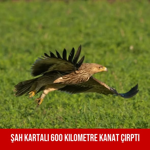 Şah Kartalı 600 Kilometre Kanat Çırptı
