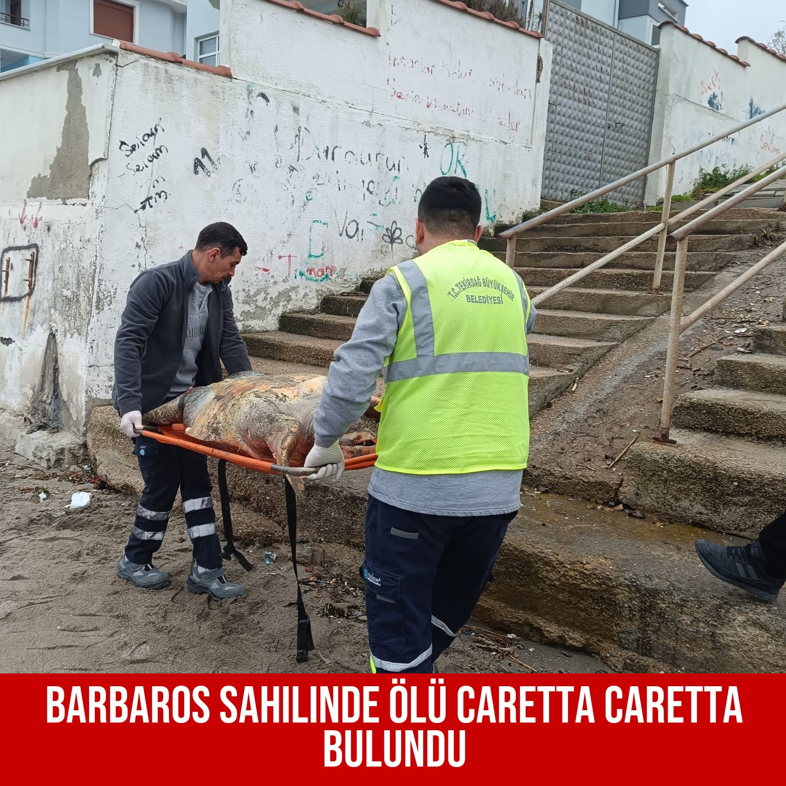 Barbaros Sahilinde Ölü Caretta Caretta Bulundu