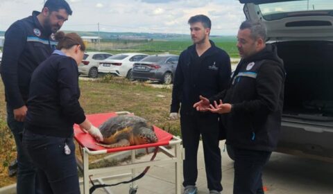 Balıkçılar Tarfından Caretta Caretta Türü Deniz Kaplumbağası Bulundu