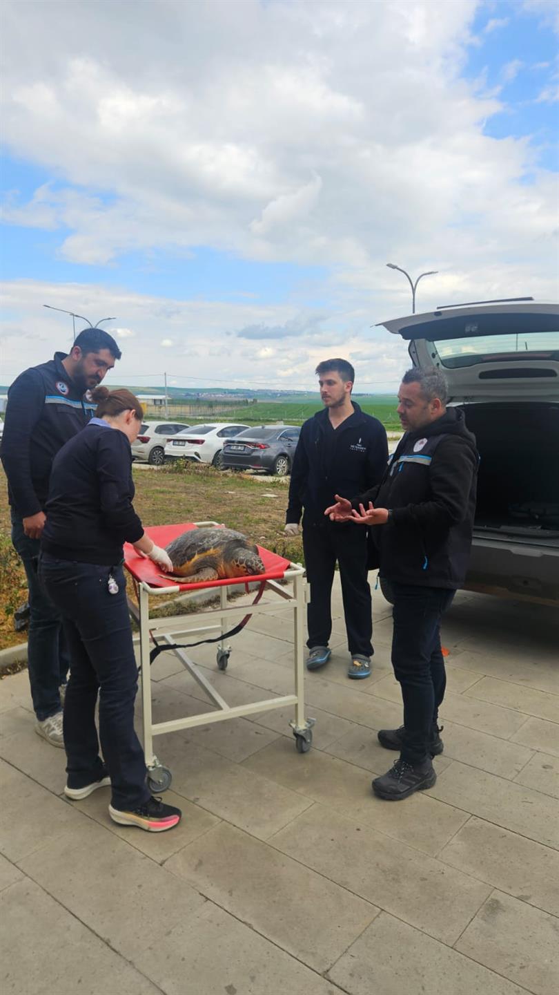 Balıkçılar Tarfından Caretta Caretta Türü Deniz Kaplumbağası Bulundu