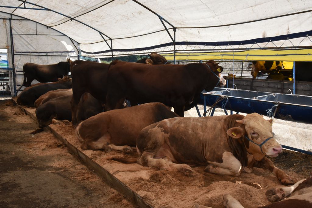 Çorlu´da Kurban Pazarı İçin Başvurular Başlıyor