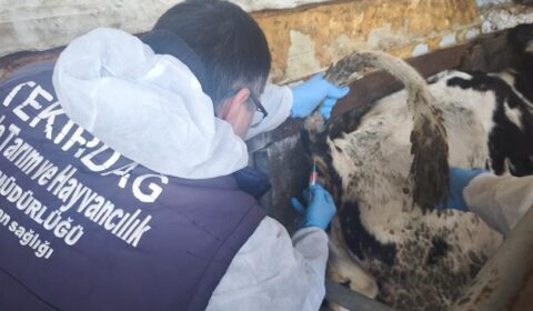 İthal Damızlık Hayvanlarda Kan Alım Süreci Devam Ediyor