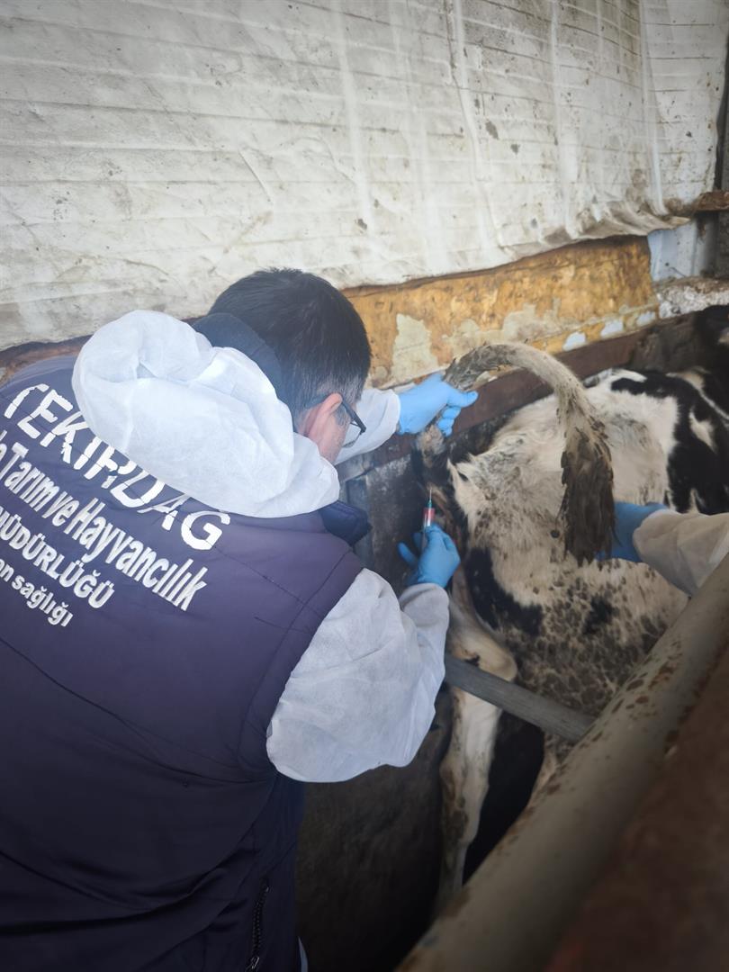 İthal Damızlık Hayvanlarda Kan Alım Süreci Devam Ediyor