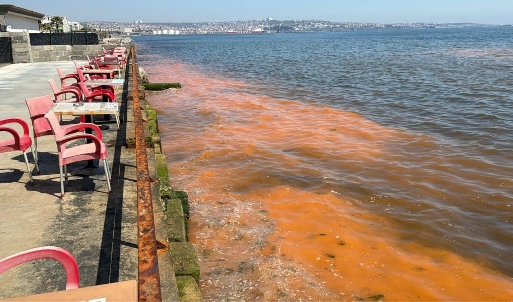 TEKİRDAĞ KIYILARINDAKİ RENK DEĞİŞİMİNİN NEDENİ: MEVSİMSEL ALG PATLAMASI