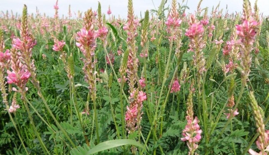 TEKİRDAĞ NKÜ ZİRAAT FAKÜLTESİ’NDE GELİŞTİRİLEN KORUNGA BİTKİSİNİN YENİ ÇEŞİDİ ‘NKÜ EFSANE’ İSMİYLE TESCİL EDİLDİ