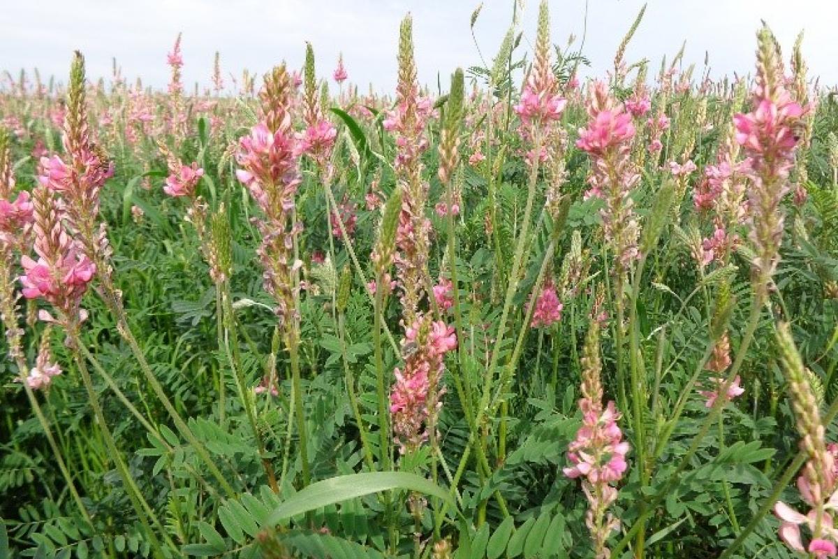 TEKİRDAĞ NKÜ ZİRAAT FAKÜLTESİ’NDE GELİŞTİRİLEN KORUNGA BİTKİSİNİN YENİ ÇEŞİDİ ‘NKÜ EFSANE’ İSMİYLE TESCİL EDİLDİ