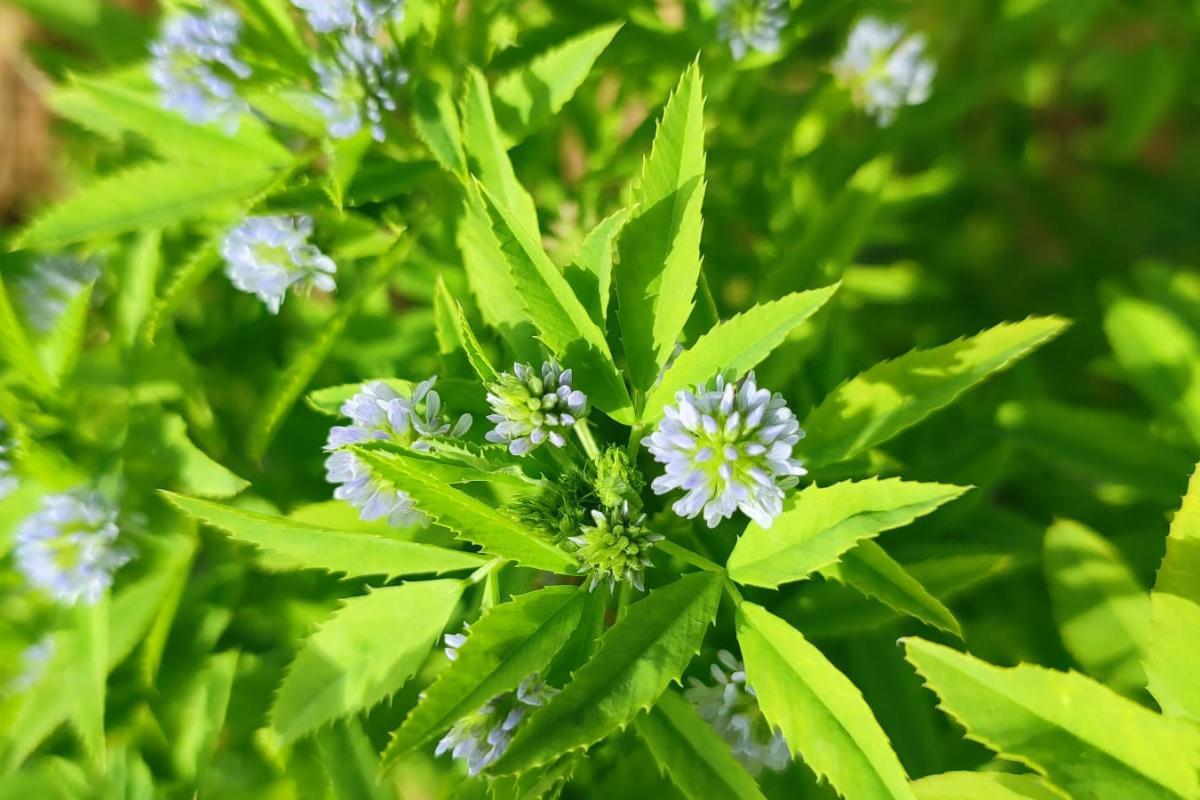 ÜNİVERSİTEMİZ ZİRAAT FAKÜLTESİNDEN BİR İLK ‘ATEŞ MAVİSİ’
