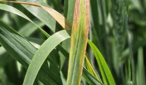 Arpa Sarı Cücelik Virüsü (Barley Yellow Dwarf Virus - BYDV) Hakkında