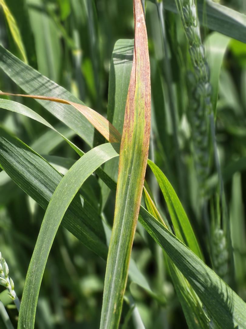 Arpa Sarı Cücelik Virüsü (Barley Yellow Dwarf Virus - BYDV) Hakkında