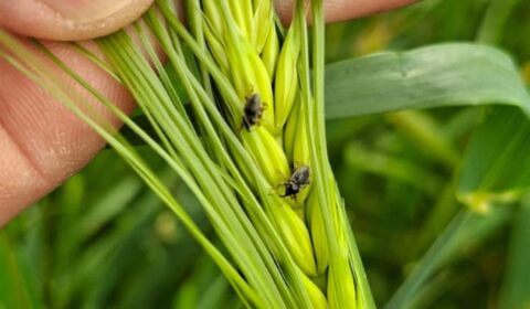 Hububat Hortumlu Böceği (Pachytychius hordei) Zararlısı Hakkında