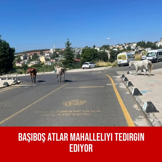 Başıboş Atlar Mahalleliyi Tedirgin Ediyor