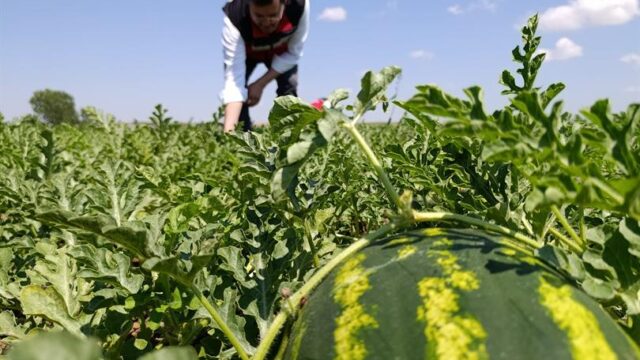 MARMARAEREĞLİSİ’NDE KARPUZ ÜRETİM ALANINDA İNCELEMELERDE BULUNULDU