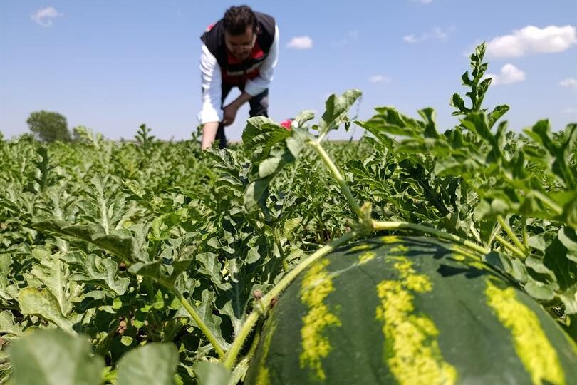 MARMARAEREĞLİSİ’NDE KARPUZ ÜRETİM ALANINDA İNCELEMELERDE BULUNULDU