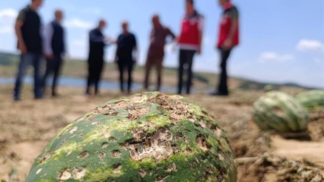 TARSİM GENEL MÜDÜRÜ ENGÜRÜLÜ VE İL MÜDÜRÜ AKSOY DOLU ZARARINDAN ETKİLENEN ALANLARDA İNCELEMELERDE BULUNDU