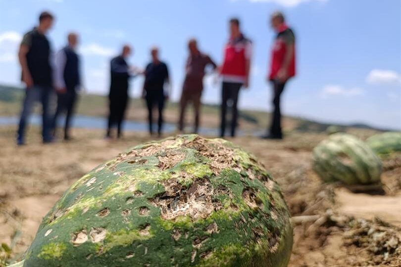 TARSİM GENEL MÜDÜRÜ ENGÜRÜLÜ VE İL MÜDÜRÜ AKSOY DOLU ZARARINDAN ETKİLENEN ALANLARDA İNCELEMELERDE BULUNDU