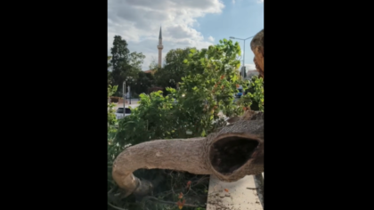 Tekirdağ Valiliği Önünde Kuruyan Ağaç Rüzgarın Etkisiyle Devrildi